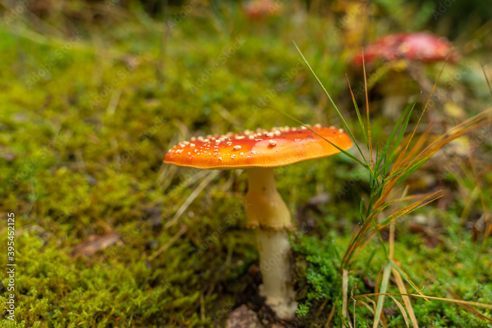Fliegenpilz Fliegenpilz