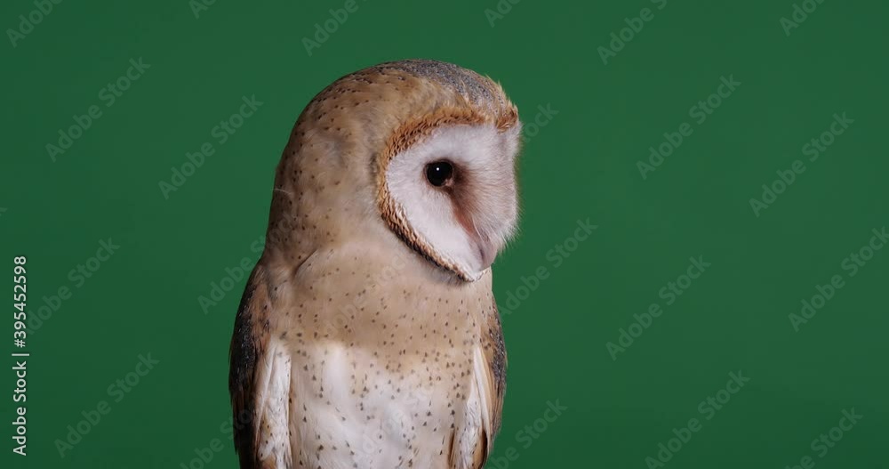 Beautiful barn owl on green background, closeup view