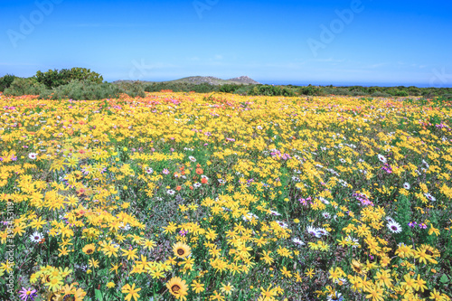 Flower season at West Coast National Park, Cape Town, South Africa  photo