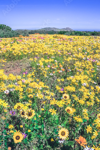 Flower season at West Coast National Park, Cape Town, South Africa  photo