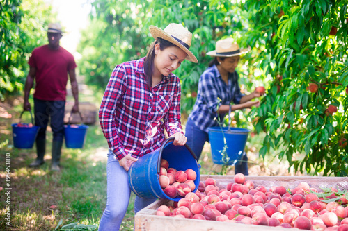 Positive female farmer preparing ripe peaches for transportation on fruit farm