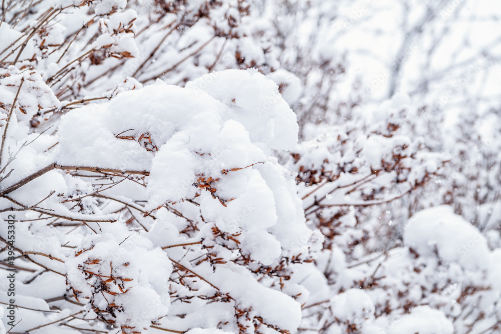 Tree branches in winter covered with snow and frost in snowfall. Frozen tree branches.
