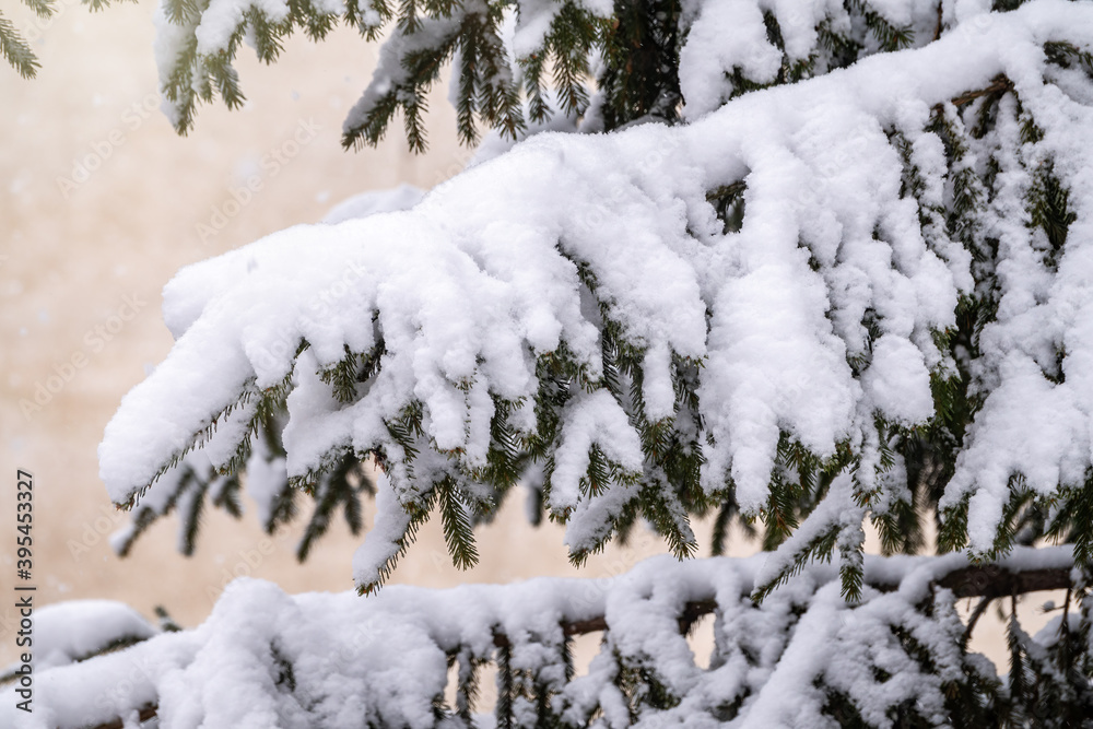 Snow covered green spruce branches in winter.