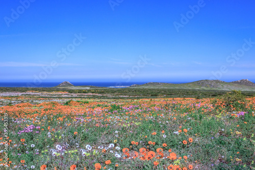Flower season at West Coast National Park, Cape Town, South Africa  photo
