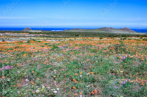 Flower season at West Coast National Park, Cape Town, South Africa  photo