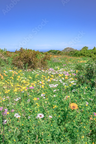 Flower season at West Coast National Park, Cape Town, South Africa  photo