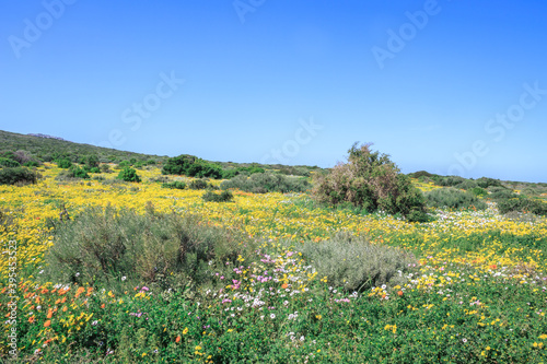 Flower season at West Coast National Park, Cape Town, South Africa  photo