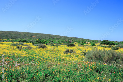 Flower season at West Coast National Park, Cape Town, South Africa  photo