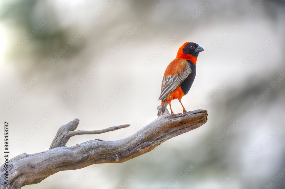 RED BISHOP FINCH (Euplectes oris) male in breeding plumage. kwazulu natal, south Africa RED BISHOP FINCH (Euplectes oris) male in breeding plumage. kwazulu natal, south Africa