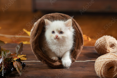 kitten in a wicker basket plays. Bicolor Rag Doll Cat at home