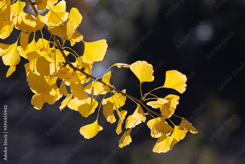 Obraz premium yellow autumn leaves