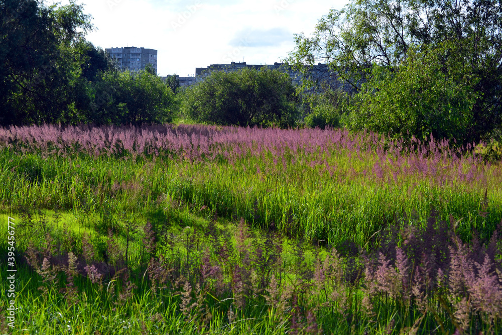 Beautiful field with purple flowers near the residential area in Gomel, Republic of Belarus.