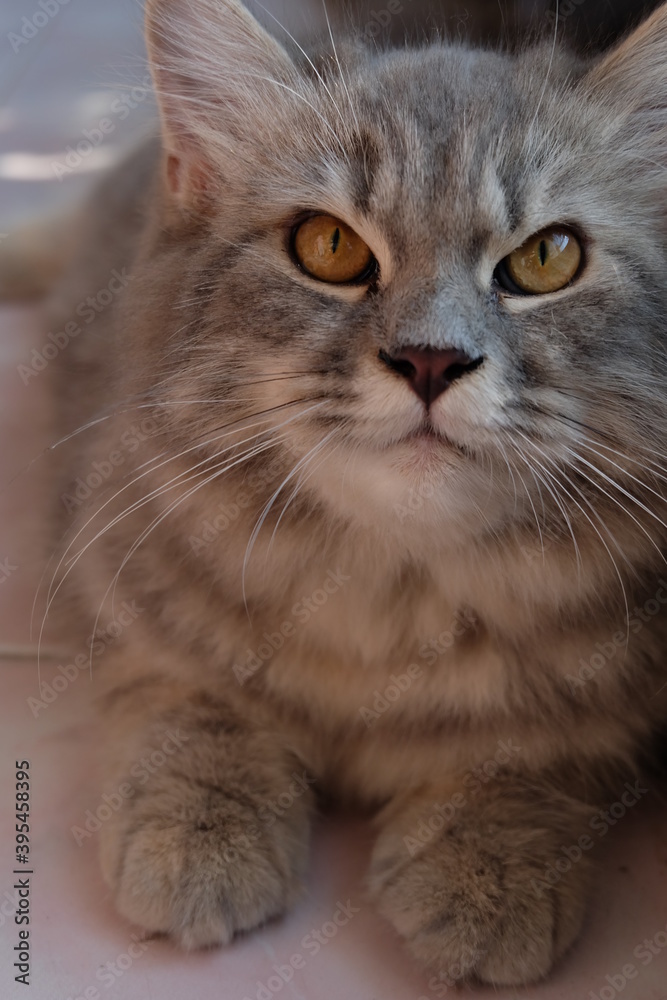 close up portrait of cat sitting on the floor