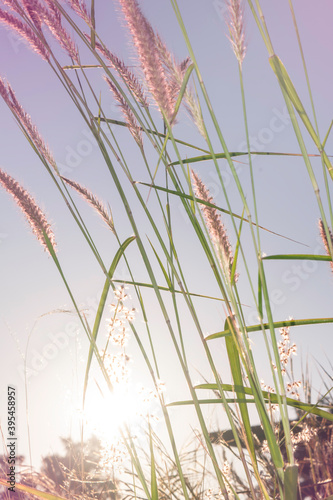 Blurred picture backlit with beautiful pink grass flowers with morning light.
