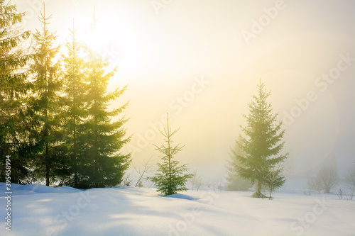 fog on a sunny winter morning. spruce trees among the glowing mist. beautiful scenery in mountains. hills covered in snow. cold frosty weather