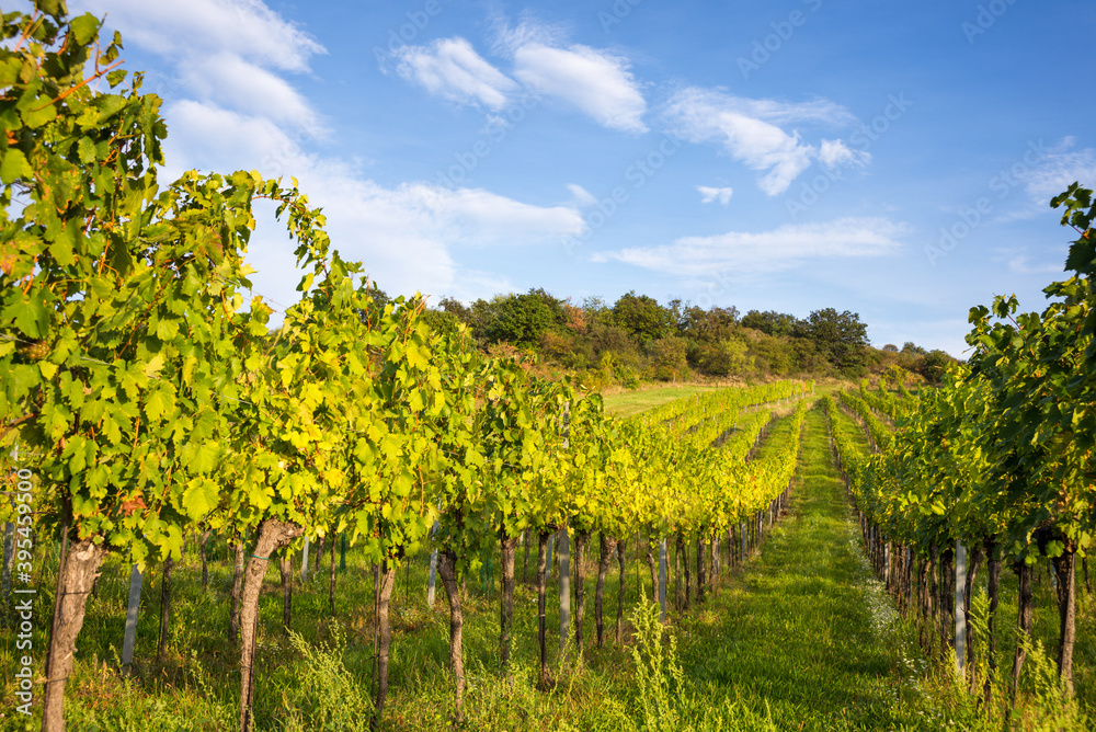 Autumnal vineyards in Burgenland near Eisenstadt