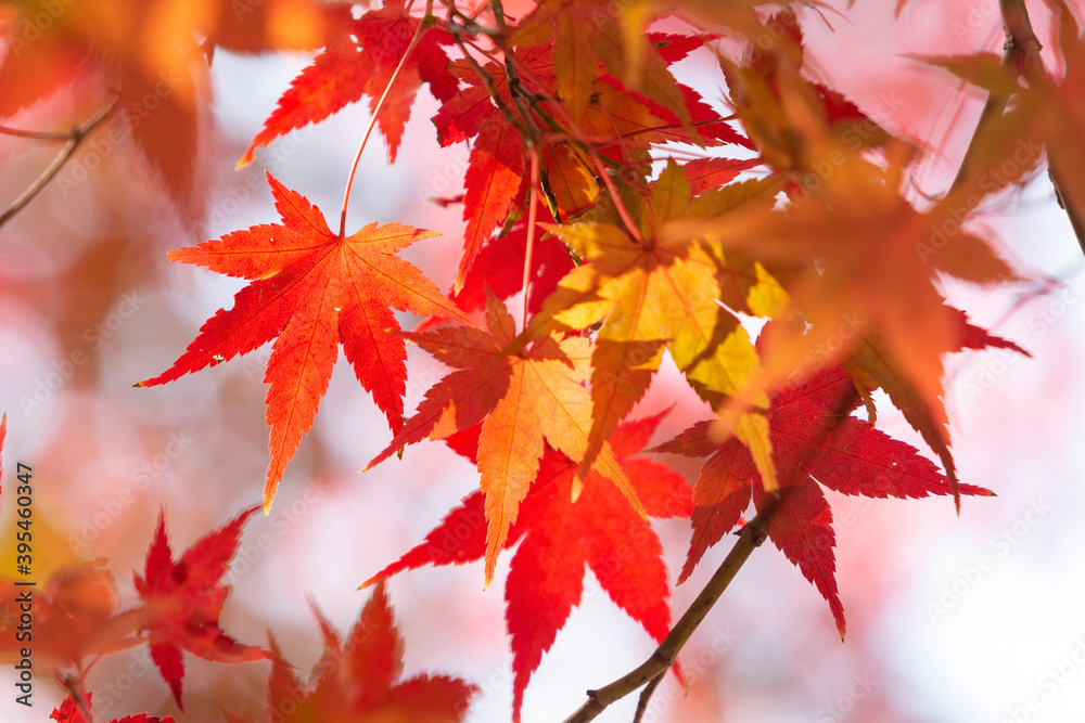 red maple leaves red maple leaves