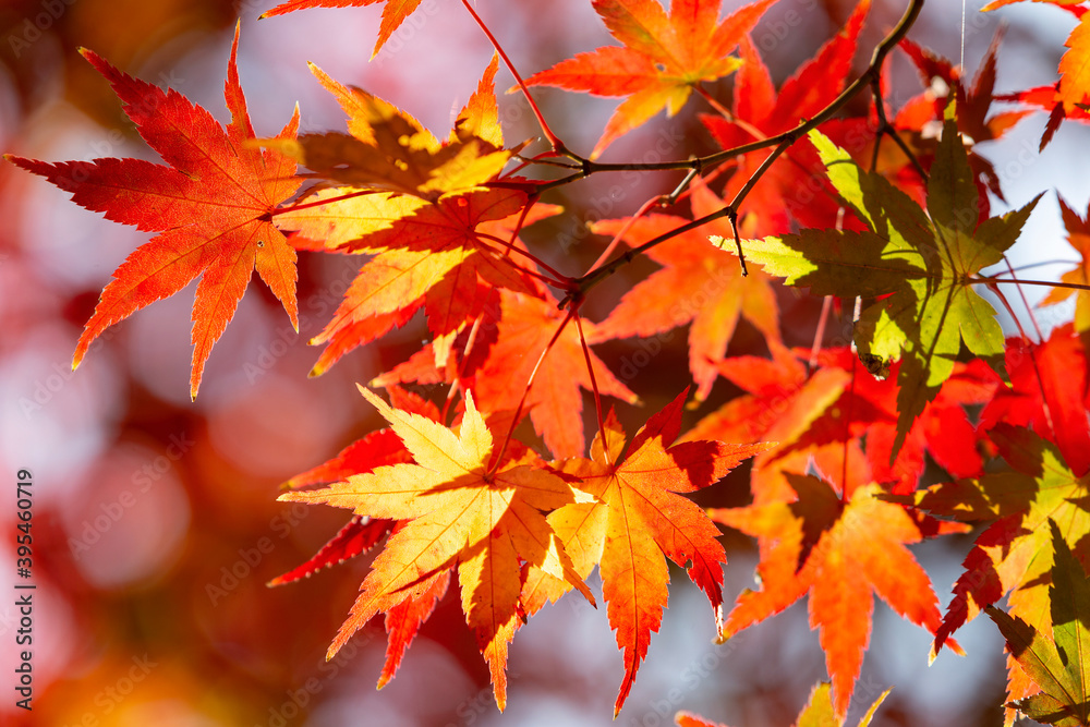 autumn leaves background
