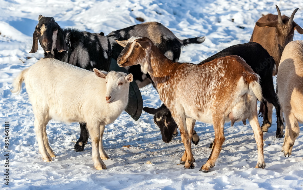 Goats of different colors close up on the background of snow in winter Goats of different colors close up on the background of snow in winter