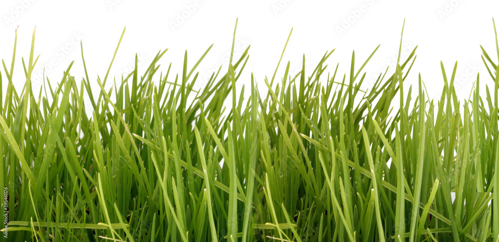 Obraz premium grass