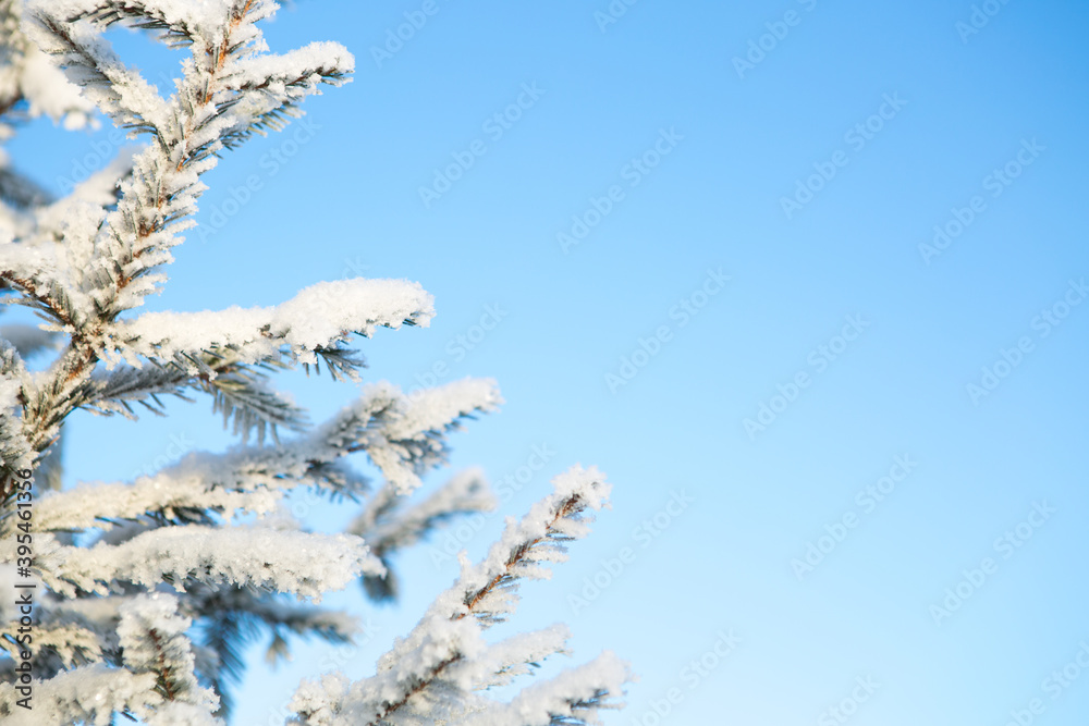 Winter forest with trees covered in snow and frost Winter forest with trees covered in snow and frost
