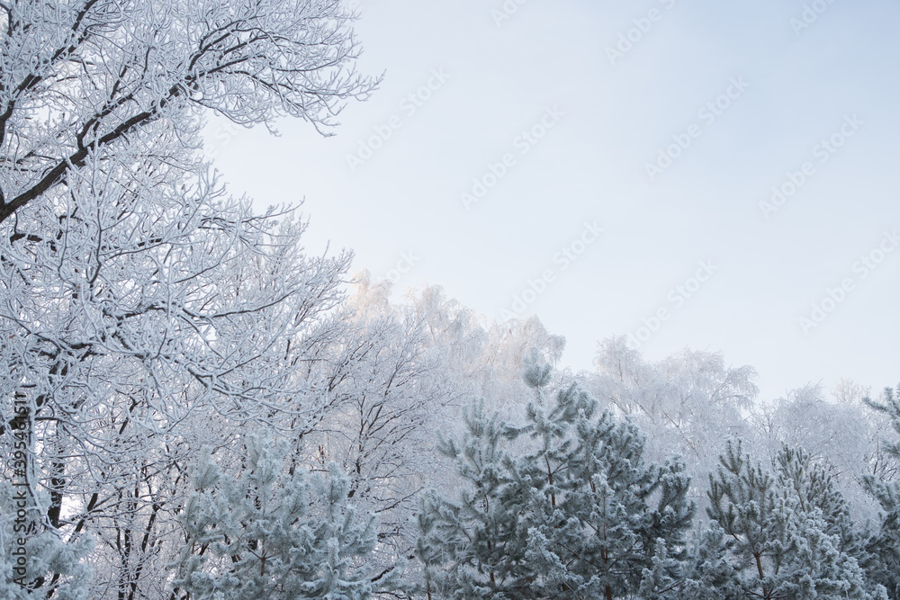 Winter forest with trees covered in snow and frost