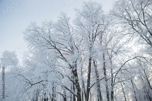 Wallpaper Mural Winter forest with trees covered in snow and frost Torontodigital.ca