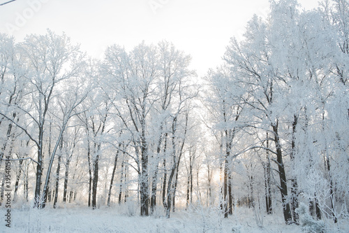 Winter forest with trees covered in snow and frost