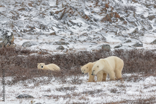 Three polar bears, Mom cubs walking across the snowy bush, willow landscape in northern Manitoba during their migration to the frozen ocean for winter hunting months in northern Canada, Manitoba. 
