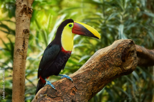 bird Chestnut-mandibled toucan photo