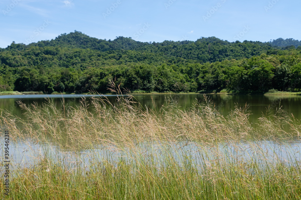 Grass flower in front of the small quiet lake of the reservoir