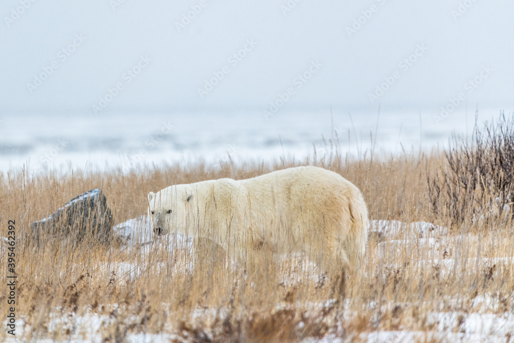 One solitary male polar bear walking across frozen, snowy landscape in arctic northern Canada during it's migration to the freezing ocean, sea ice to hunt for the winter. One solitary male polar bear walking across frozen, snowy landscape in arctic northern Canada during it's migration to the freezing ocean, sea ice to hunt for the winter.