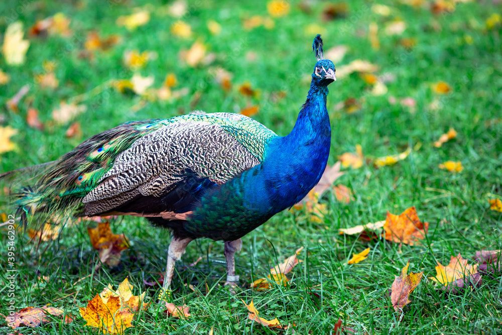 Obraz premium A Peacock with bright colorful feathers on a walk in the autumn park
