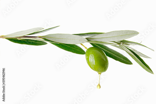 Olive oil dripping from olive on branch