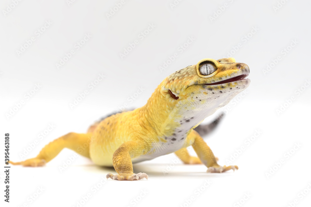 Fototapeta premium Exotic Lemon Frost Leopard Gecko isolated in bright white background