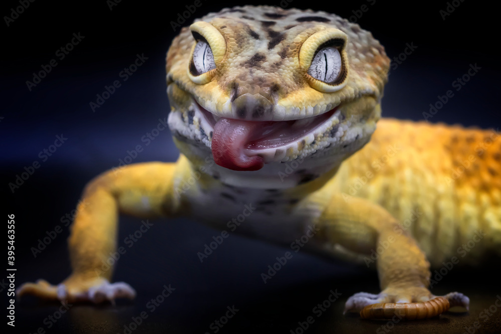 Exotic sales leopard gecko