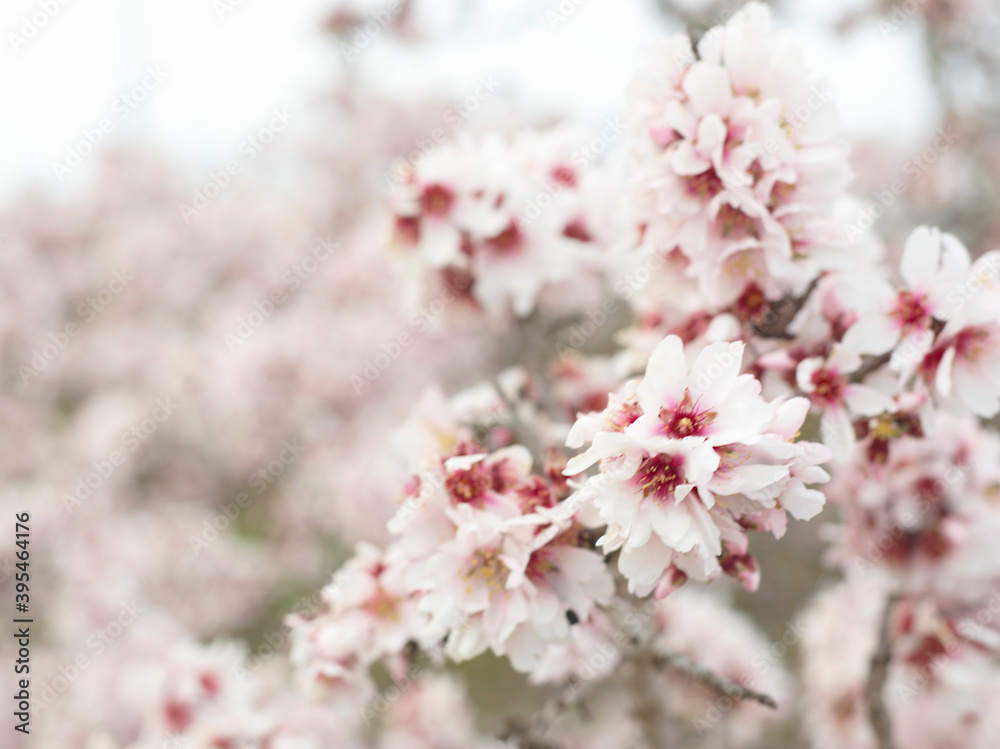 Flowering almond springs Flowering almond springs