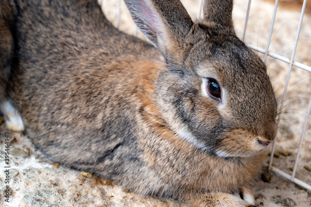 Fototapeta premium うさぎ