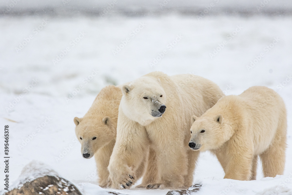 Three polar bears, Mom cubs walking across the frozen sea ice in northern Manitoba during their migration to the frozen ocean for winter hunting months in northern Canada, Manitoba. Three polar bears, Mom cubs walking across the frozen sea ice in northern Manitoba during their migration to the frozen ocean for winter hunting months in northern Canada, Manitoba.