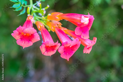 Iochroma coccinea red bells blurred close up of summer flowers photo