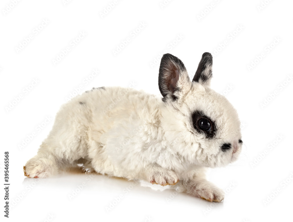 Fototapeta premium rex rabbit in studio