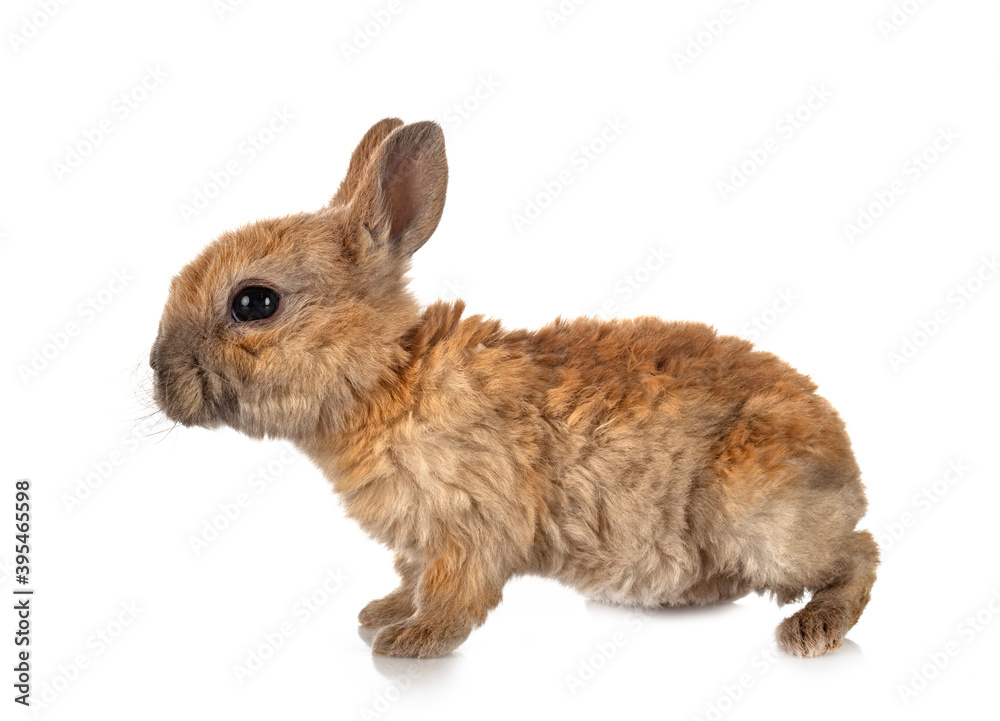 Obraz premium rex rabbit in studio