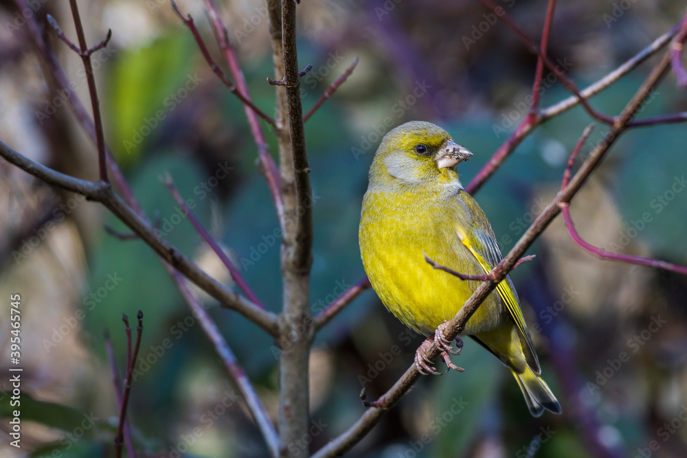 Grünfink (Carduelis chloris) Männchen Grünfink (Carduelis chloris) Männchen