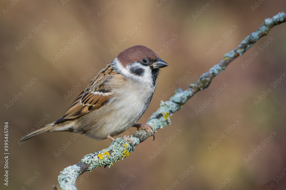 Fototapeta premium Feldsperling (Passer montanus)
