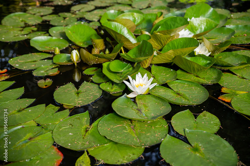 Bright green lilly pad's cover the surface of a pond.summer river with white lilies.quiet summer river.pond scenery with water lilly.water lily floating on a small lake