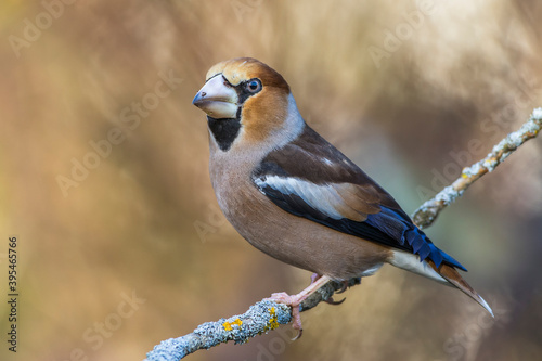 Cuadro en lienzo Kernbeißer (Coccothraustes coccothraustes)