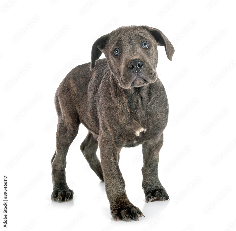 Fototapeta premium puppy cane corso