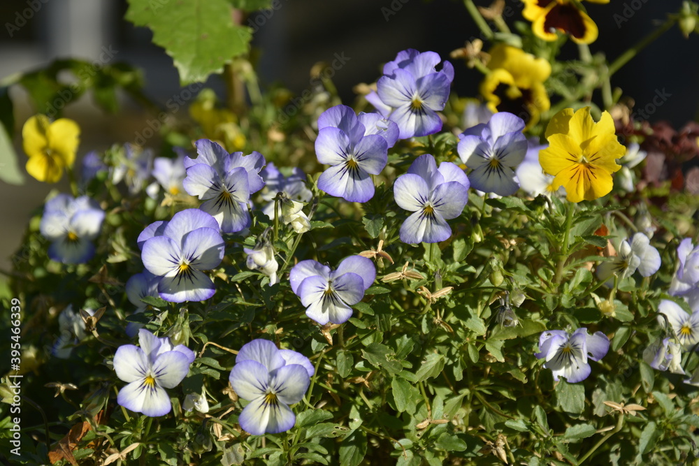 Saint Perersburg, Russia. September, 29, 2014. Light mauve Pansy Flowers. Tender petals of heartsease also called kiss-me-quick or love-in-idleness