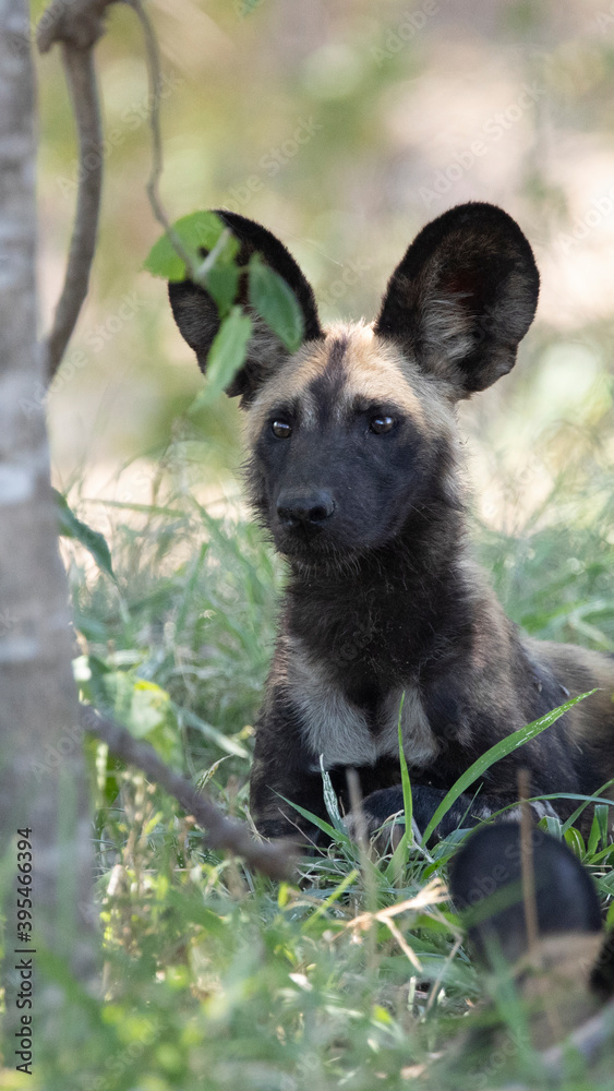 wild dog in the wild wild dog in the wild