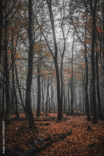 autumn in the woods